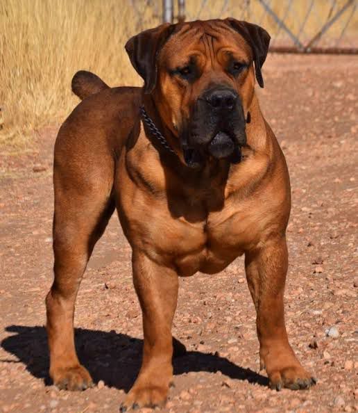 Boerboel Puppy