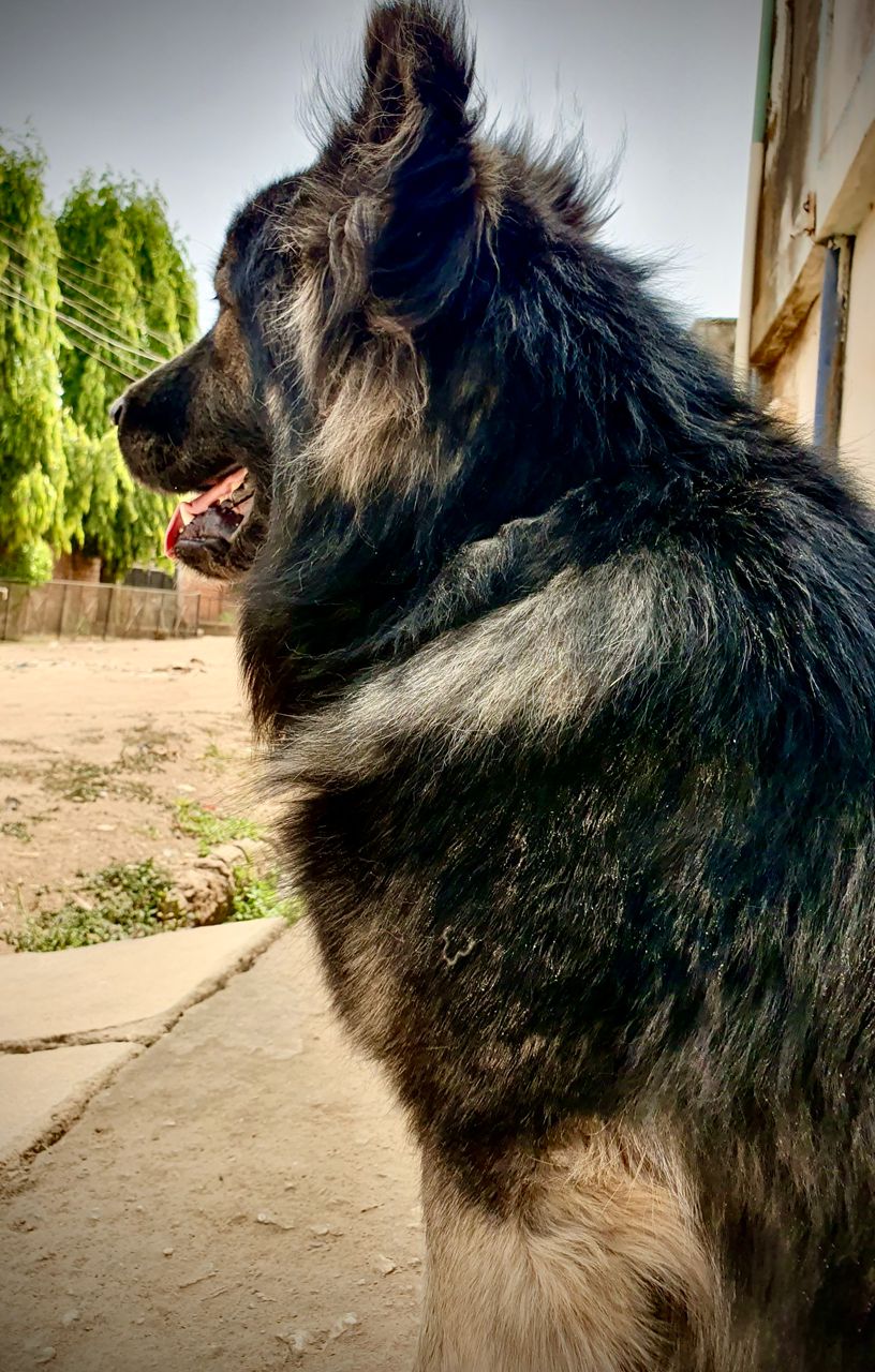Caucasianepherd Puppy
