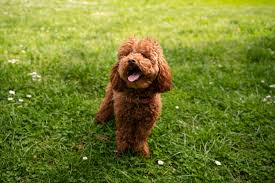 Poodle