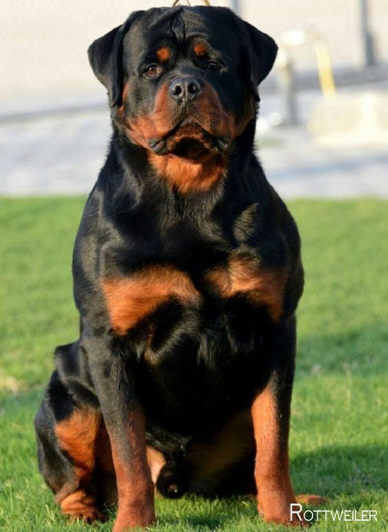 Rottweiler Puppy