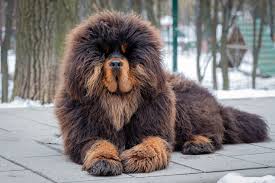 Tibetan-Mastiff