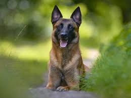 Belgian Malinois
