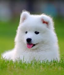 Samoyed